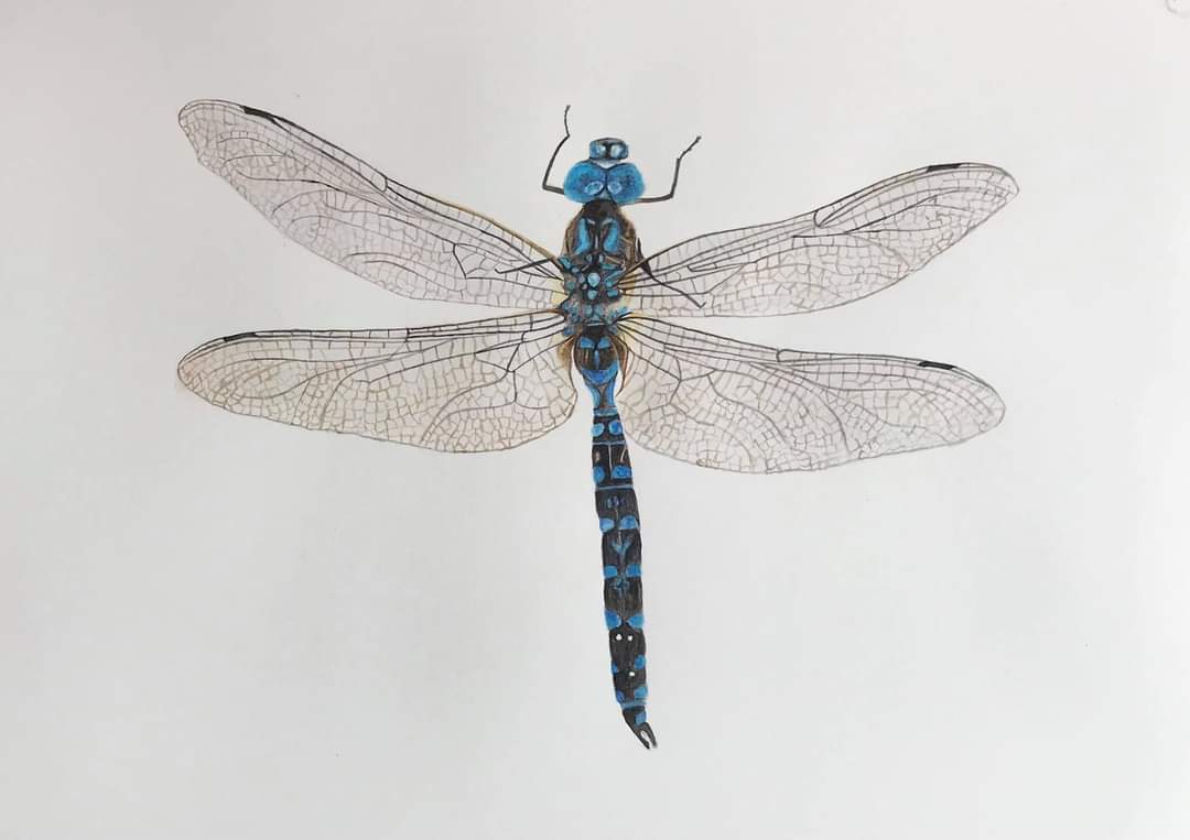 Dragonfly